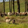 Moutons au bord de l'eau - repos au pied de la montagne VAM sur KB Design & Photography (Karen Brouwer)