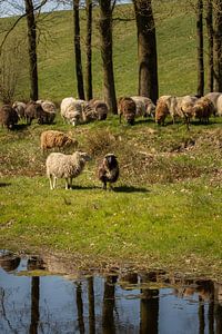 Schafe am Wasser - Rast am Fuße des VAM-Bergs