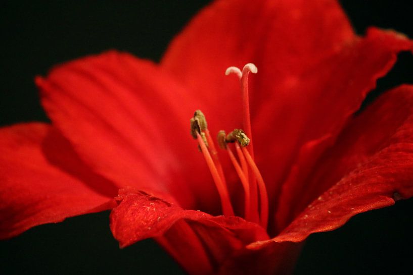 Red Flower by Ilse Rood