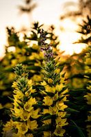 Fleurs jaunes au soleil couchant