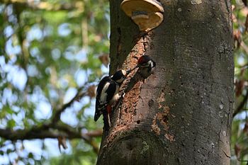 A tender moment between Mother Woodpecker and her chick