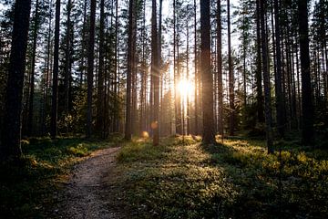 Goeiemorgen bossen van Ellis Peeters