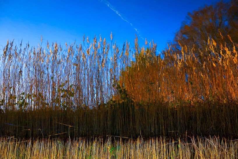 Golden cane in Holland by Georges Hoeberechts