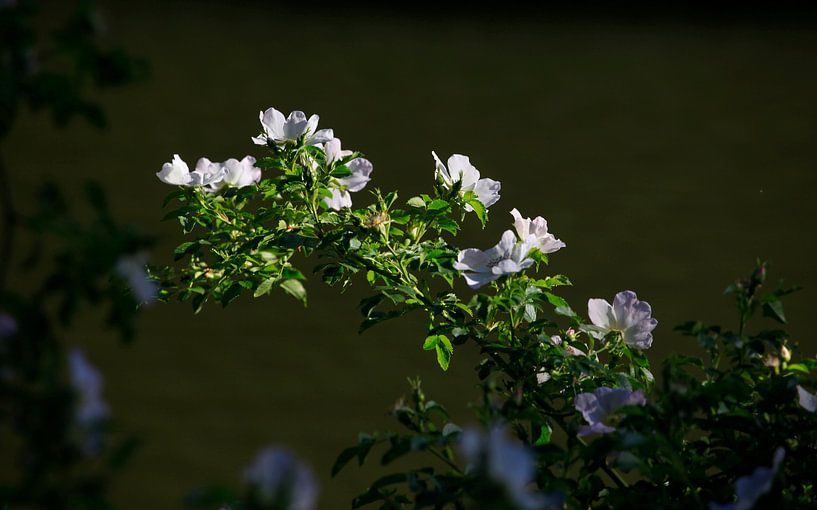 Heckenrose von Thomas Jäger