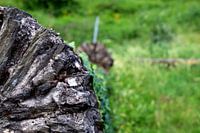 Around the castle of Bacharach