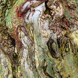 Detail van stam van oude berkenboom. van Frans Lemmens