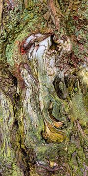 Detail of trunk of old birch tree.