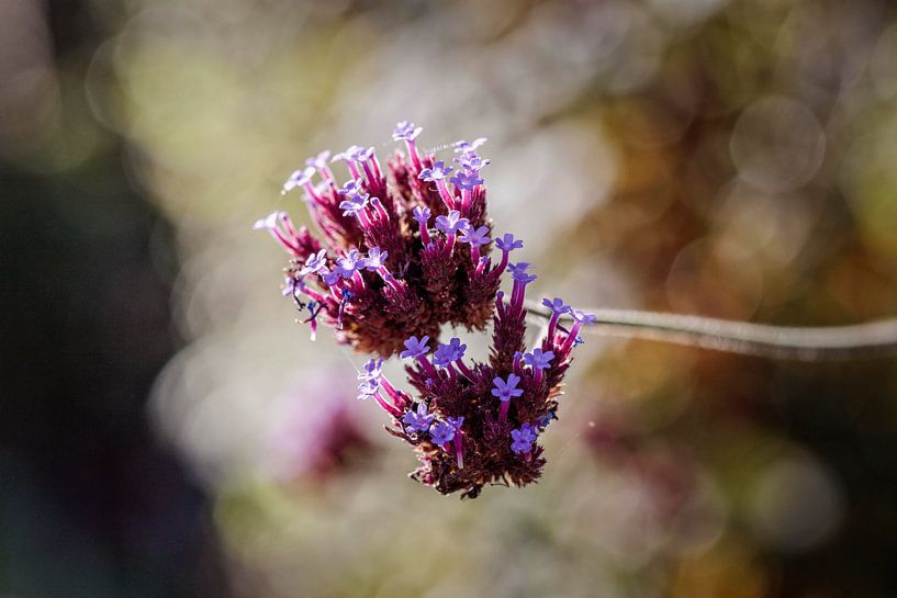 Verbena Bonriensis by Rob Boon