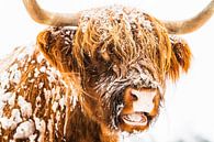 Portret van een Schotse Hooglander in de sneeuw tijdens de winter van Sjoerd van der Wal Fotografie thumbnail