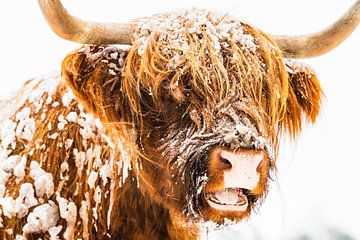 Portret van een Schotse Hooglander in de sneeuw tijdens de winter van Sjoerd van der Wal Fotografie