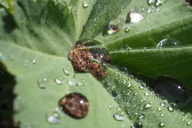 Waterdrop with Sand in a Lady's Mantle by Nick Hartman