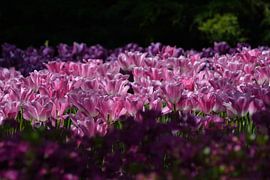 Tulips in sunlight by Raymond Schuurhannes