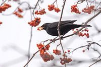 Blackbird eating