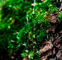 Moss on a tree