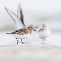 Birds - Sanderlings on the North Sea beach in summer and winter plumage