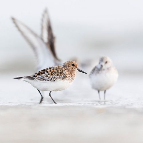 Vogels - Drieteenstrandlopers op het Noordzeestrand in zomer en winterkleed van Servan Ott