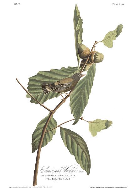 Magnoliazanger van Birds of America
