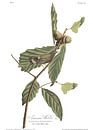 Magnolien-Waldsänger von Birds of America Miniaturansicht