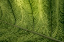 Tropical Leaf. Macro photography. by Alie Ekkelenkamp