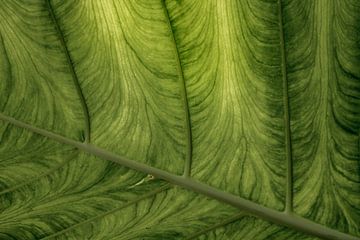 Tropical Leaf von Alie Ekkelenkamp