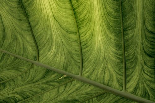 Feuille tropicale. Macrophotographie.