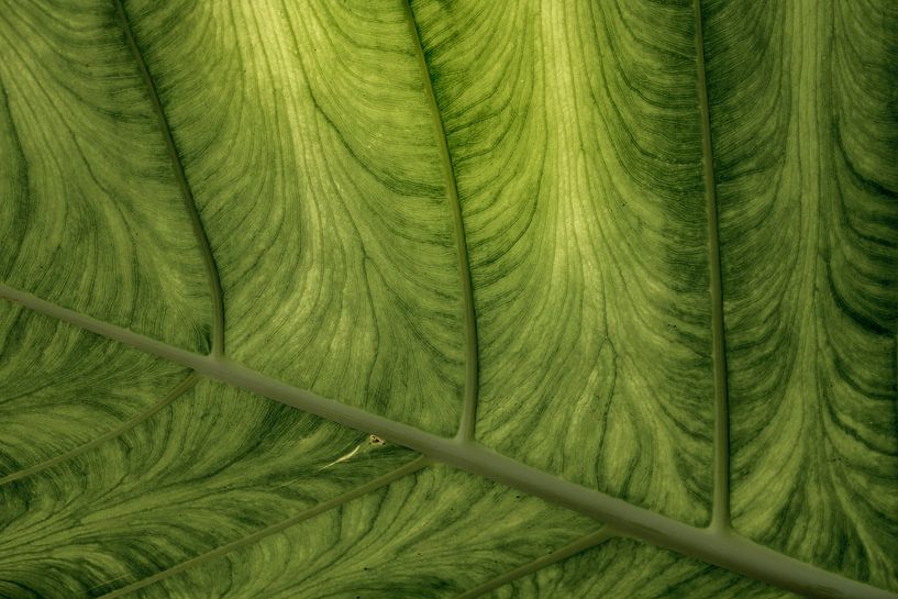 Tropical Leaf. Macro photography. by Alie Ekkelenkamp