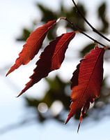 Autumn 1