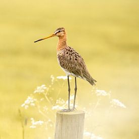 Black-tailed godwit by Eva Bos