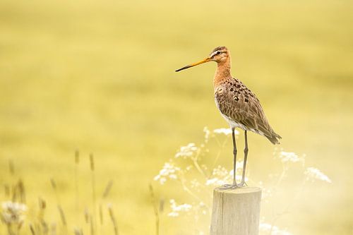 Barge à queue noire