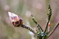 Chestnut button