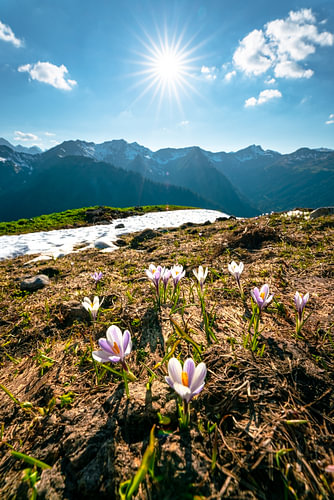 Krokussen boven de Kleinwalsertaler Alpen