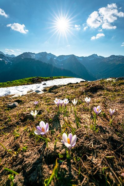 Crocuses over the Kleinwalsertal Alps by Leo Schindzielorz
