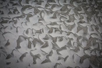 aangespoeld aan het strand