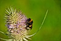 Aardhommel op Grote Kaardebol