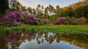 Rhododendren an einem zugewachsenen See