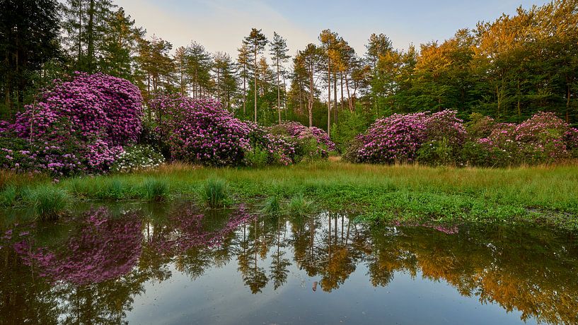 Rhododendren an einem zugewachsenen See von Jenco van Zalk