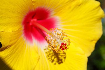 gele hibiscus