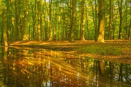 Ein Bach in einem hellgrünen Wald an einem frühen Frühlingsmorgen von Sjoerd van der Wal Fotografie