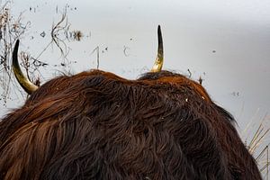 Schottischer Highlander "Schüchtern"