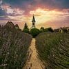 Dörgicse am Balaton, Lavendelfelt mit Kichte im Sonnenuntergang von Fotos by Jan Wehnert