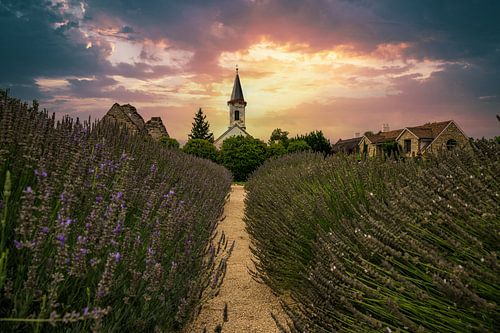 Dörgicse aan het Balatonmeer, lavendelwereld met sparren in de zonsondergang