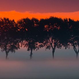 Baumreihe im Nebel von Monika Wolters