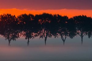 rangée d'arbres dans le brouillard sur Monika Wolters