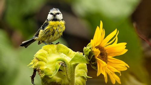 Vrolijke pimpelmees op zonnebloem – natuurmoment in de regen