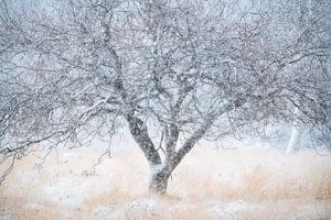 Baum auf der Kampina während eines starken Schneefalls im Winter.