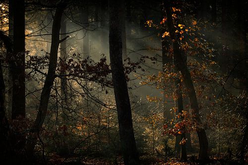 Speulder &amp; Sprielder forest by Kees de Knegt