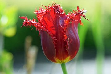 Rode tulp in bloei met mooie franjes van Robin Verhoef
