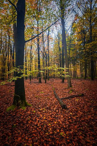 Herfstkleuren
