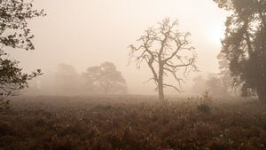 Warm and misty autumn sunrise van René Vierhuis