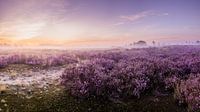 Purple heather Loonse and Drunense dunes